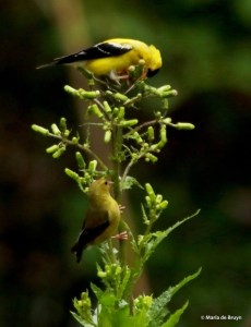 American goldfinch DK7A1355© Maria de Bruyn SIGNED RES