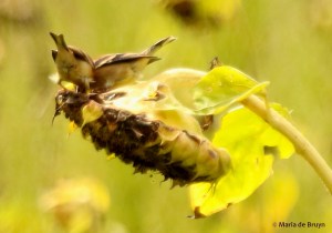 American goldfinch DK7A4411© Maria de Bruyn signed