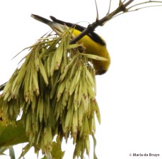 American goldfinch DK7A5026© Maria de Bruyn signed