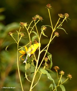 american goldfinch DK7A7127© Maria de Bruyn signed res