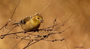 American goldfinch I77A2510© Maria de Bruyn res