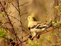 American goldfinch IMG_7947© Maria de Bruyn signed res