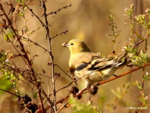 American goldfinch IMG_7947© Maria de Bruyn signed res
