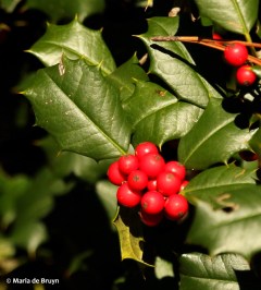 American holly I77A3150© Maria de Bruyn res