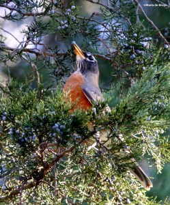 American robin I77A0801©Maria de Bruyn res