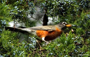 American robin IMG_6567© Maria de Bruyn res