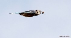 blue jay IMG_7806© Maria de Bruyn signed