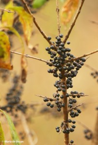 buckthorn I77A2455© Maria de Bruyn signed res