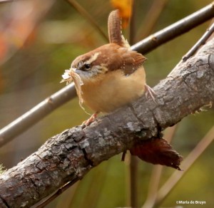 Carolina wren I77A8006©Maria de Bruyn res
