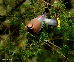 cedar waxwing I77A4266© Maria de Bruyn res