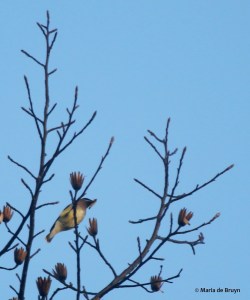 cedar waxwing I77A6594© Maria de Bruyn signed res