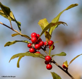 Deciduous holly IMG_4428© Maria de Bruyn res