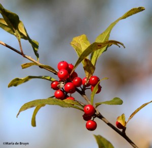 Deciduous holly IMG_4428© Maria de Bruyn res
