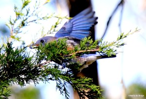 Eastern bluebird I77A0913©Maria de Bruyn res