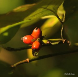 Flowering dogwood DK7A7731© Maria de Bruyn res