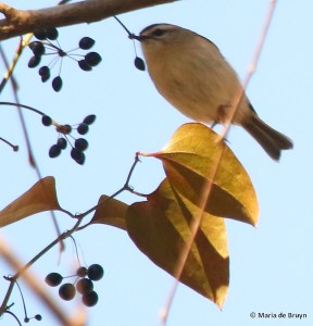 golden-crowned kinglet I77A1918© Maria de Bruyn