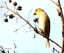 goldfinch I77A2097© Maria de Bruyn res