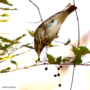 hermit thrush I77A5816© Maria de Bruyn signed res