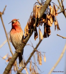 House finch IMG_7718© Maria de Bruyn signed