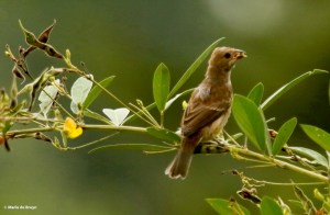 Indigo bunting DK7A7525© Maria de Bruyn signed res