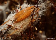 milkweed I77A7144© Maria de Bruyn signed res