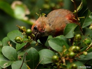 Northern cardinal DK7A1206© Maria de Bruyn signed res