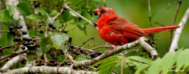 Northern cardinal DK7A8841© Maria de Bruyn signed res
