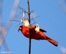 Northern cardinal I77A2153© Maria de Bruyn res