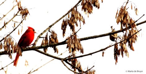 Northern cardinal I77A8006© Maria de Bruyn res