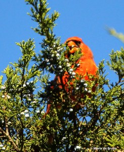Northern cardinal IMG_3653© Maria de Bruyn
