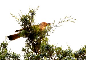 Northern flicker IMG_5853© Maria de Bruyn res