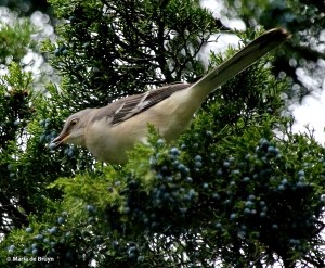 Northern mockingbird 2 IMG_6308© Maria de Bruyn res