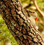 red-bellied woodpecker IMG_5780© Maria de Bruyn (2)