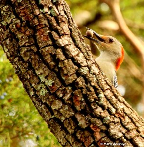 red-bellied woodpecker IMG_5780© Maria de Bruyn (2)
