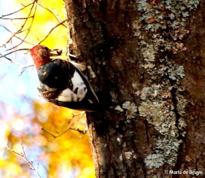red-headed woodpecker I77A5149© Maria de Bruyn res