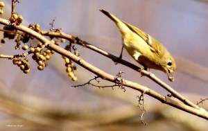 ruby-crowned kinglet I77A5319© Maria de Bruyn res