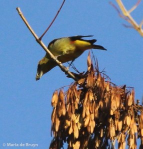 Scarlet tanager IMG_7415© Maria de Bruyn signed