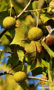 sycamore IMG_2339©Maria de Bruyn res