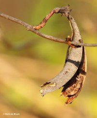 trumpet vine I77A1487© Maria de Bruyn res