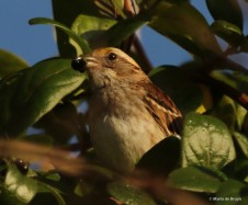 white-throated sparrow I77A4714© Maria de Bruyn signed