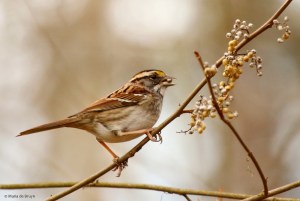 white-throated sparrow I77A8188© Maria de Bruyn 2 res
