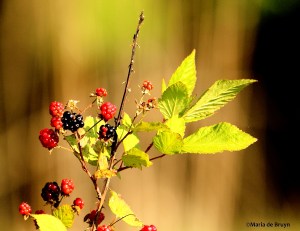 wild blackberryIMG_2588©Maria de Bruyn res