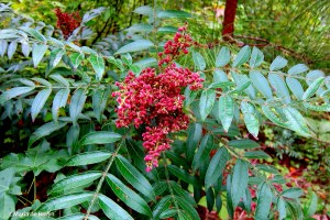 Winged sumac IMG_5377©Maria de Bruyn res