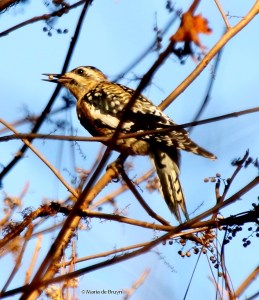 Yellow-bellied sapsucker I77A9133© Maria de Bruyn