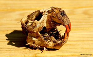 Beaver DK7A4173©Maria de Bruyn res