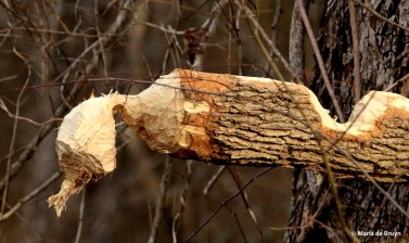 beaver I77A0090© Maria de Bruyn res
