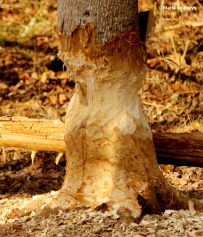 beaver I77A0098© Maria de Bruyn res