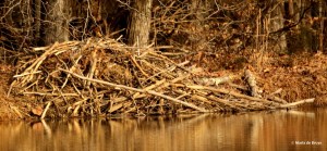 beaver I77A0125© Maria de Bruyn res