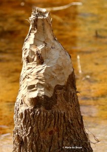 beaver I77A0313© Maria de Bruyn res