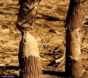 beaver tree I77A2950© Maria de Bruyn res
